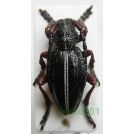 Dorcadion pedestre (Poda, 1761) Taraniec